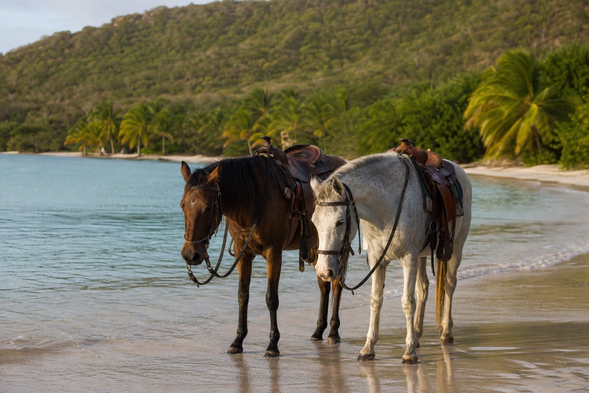 A horse walking along the wet sand at the edge of shallow turquoise Caribbean water on a Roatán beach in early morning light