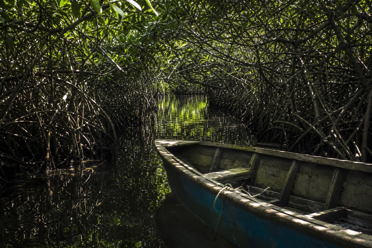 A narrow canoe boat moving through a mangrove channel with branches closing overhead on Roatan's east end
