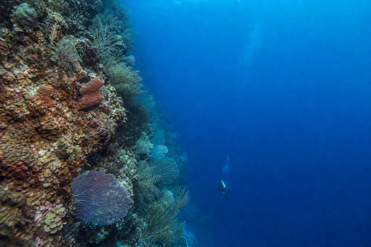 The reef wall dropping away off Roatán's shore