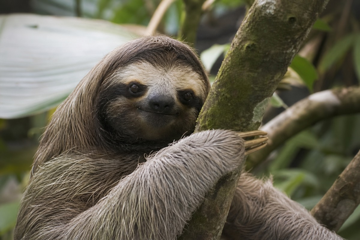 A sloth in the branches at a Roatán sanctuary