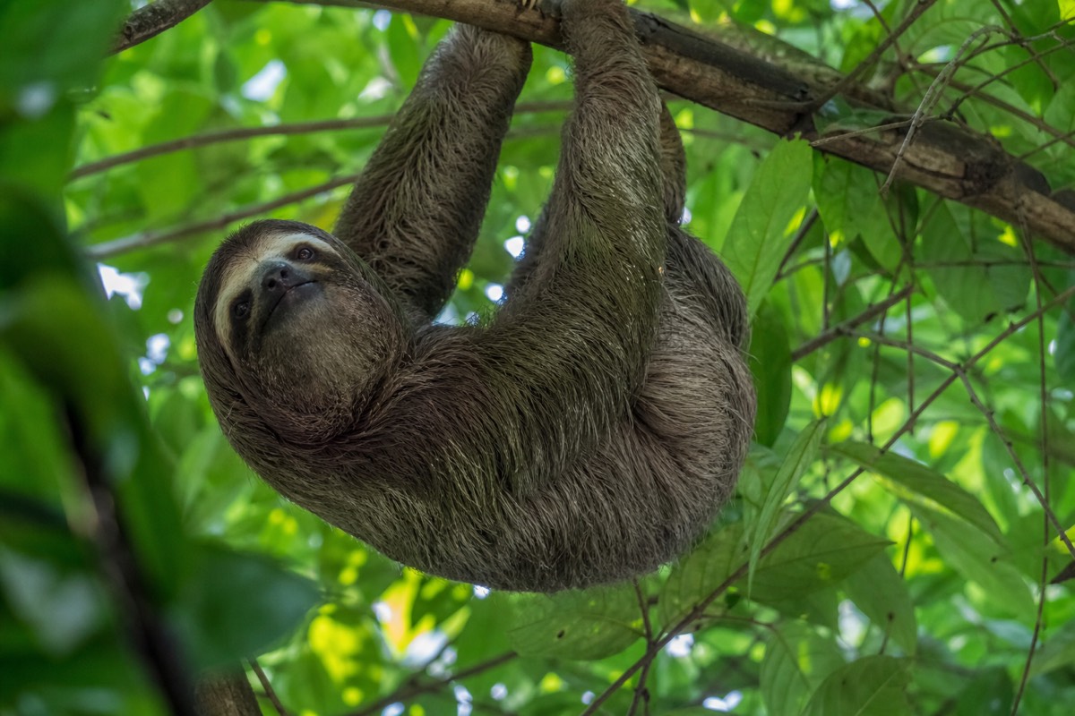 A sloth hanging in the lower branches of a tree in a green jungle canopy on Roatán