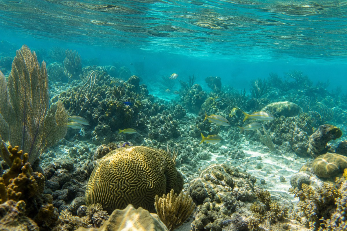 Shallow coral garden inside the reef off Roatán