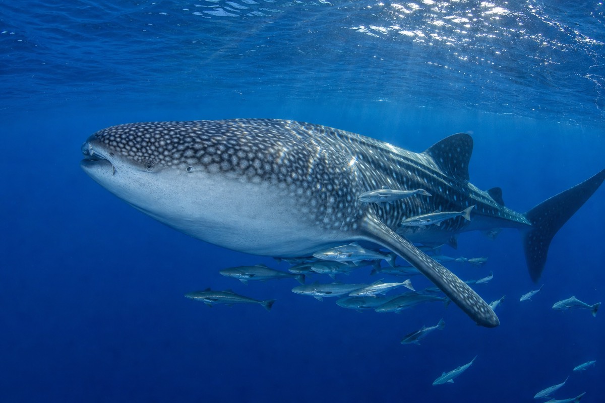 A whale shark cruising near the surface through open blue water