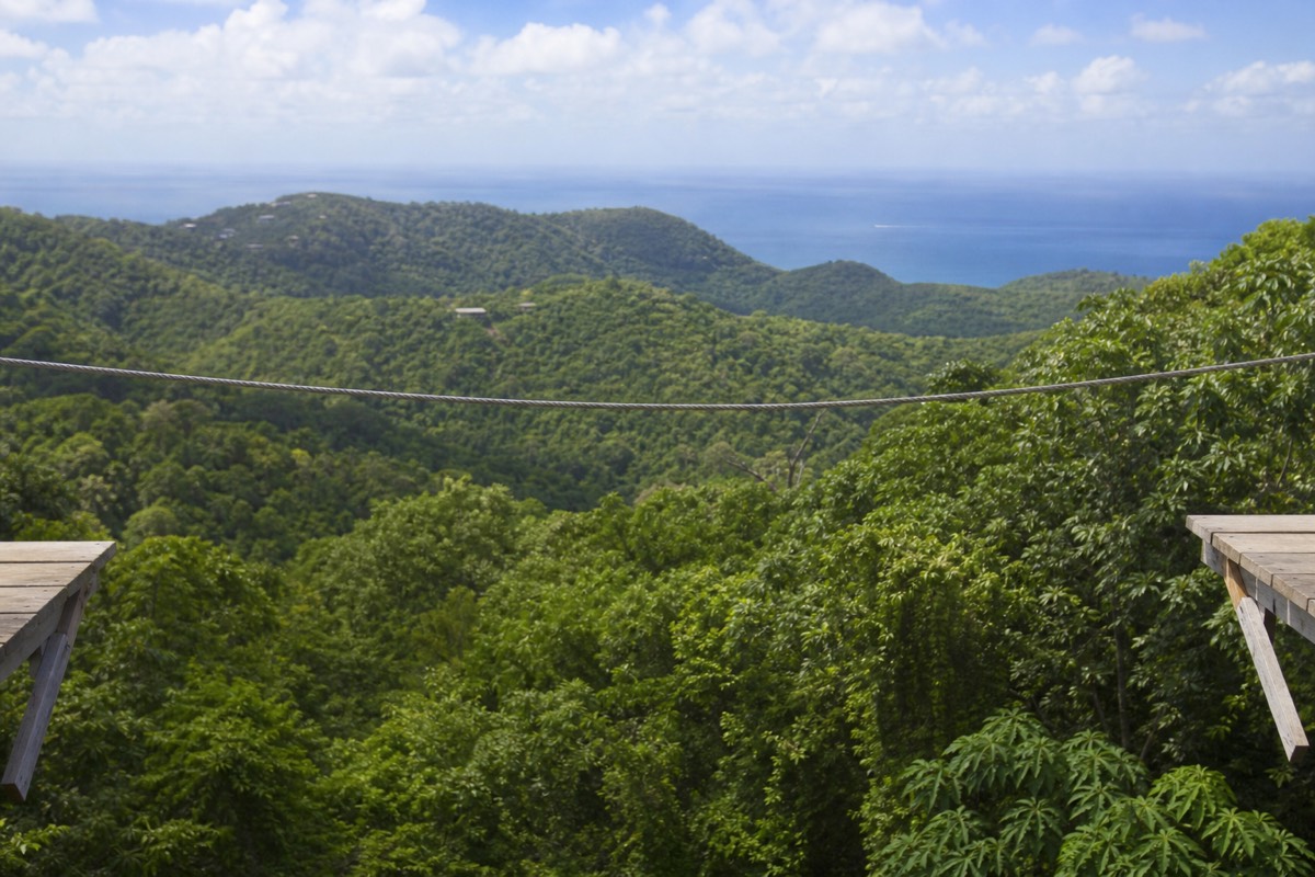 A zip line cable running out from a wooden platform over dense green jungle canopy on Roatán, with the Caribbean visible beyond the ridge