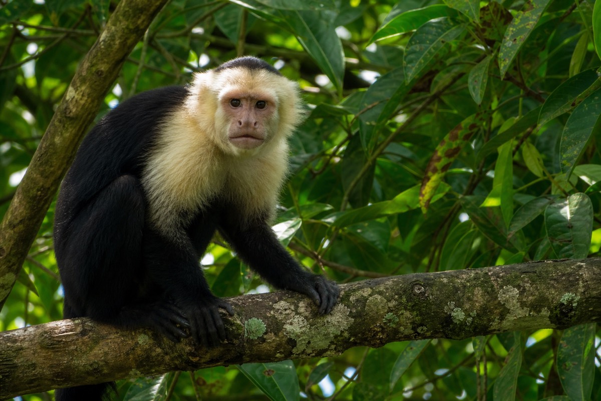 A capuchin monkey at one of Roatán's rescue sanctuaries