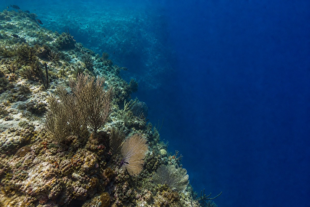 The reef shelf giving way to the drop-off