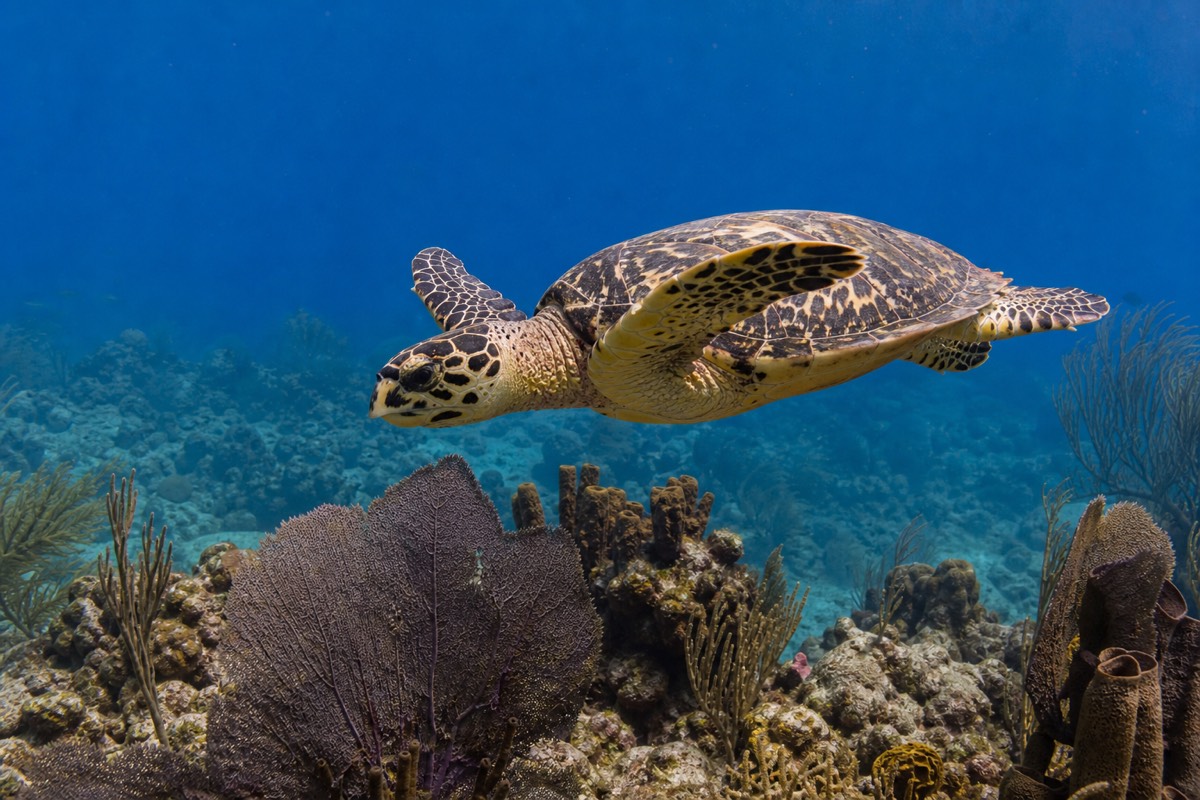 A hawksbill turtle over the reef off West Bay