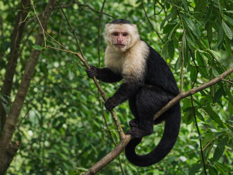 Guided Roatán Jungle Wildlife Tour – Eco-Park & Animal Encounters