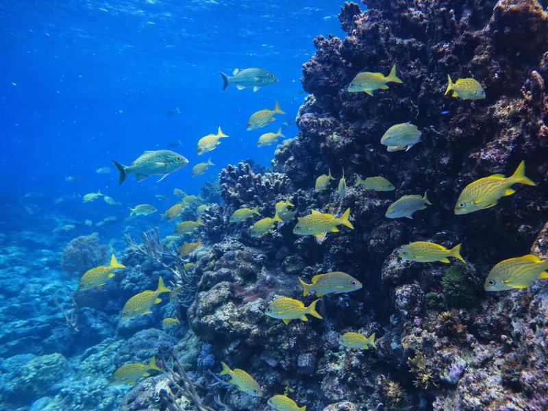 Roatán 3-Stop Reef Snorkeling & Beach Day Experience