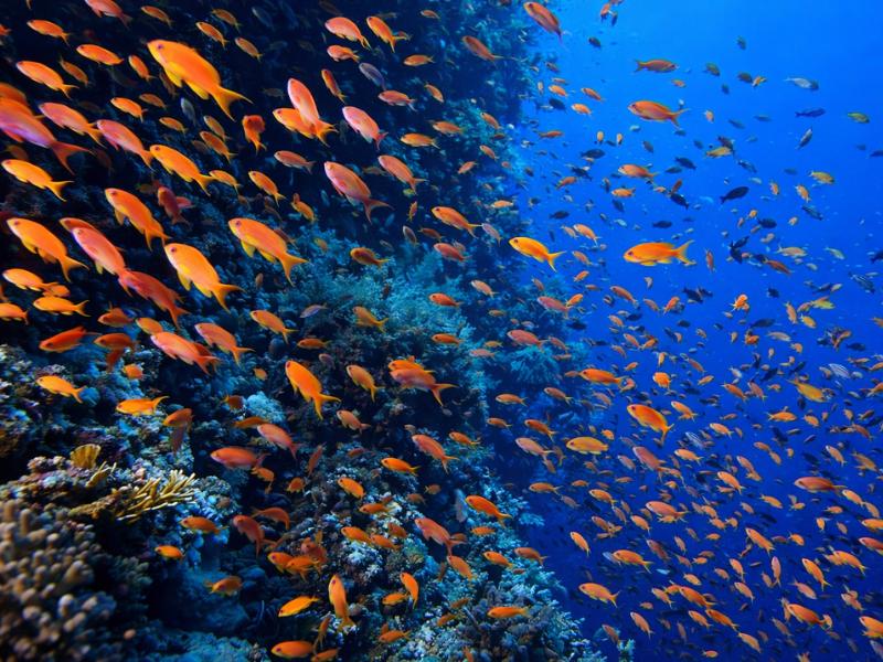 Roatán Scuba Diving Tour – Reefs, Walls & Marine Life