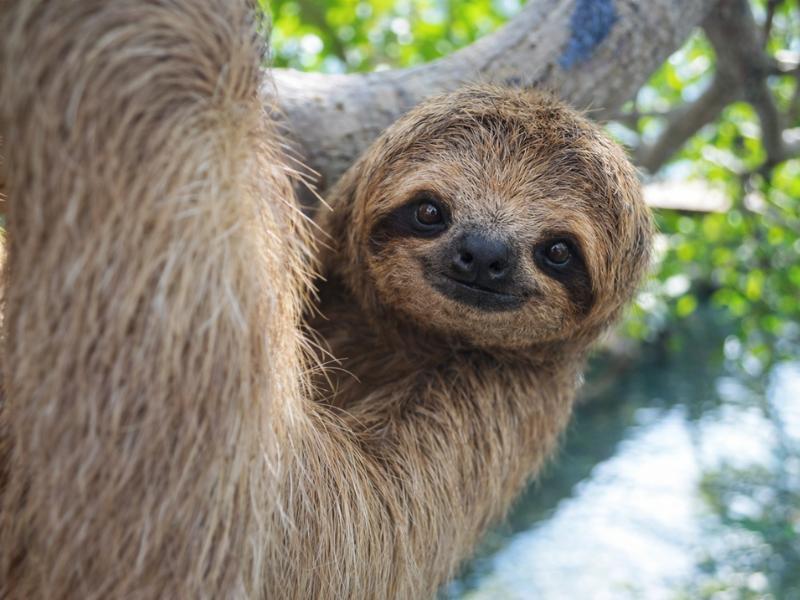 Roatán Sloth & Monkey Sanctuary Excursion – Ethical Wildlife Encounter